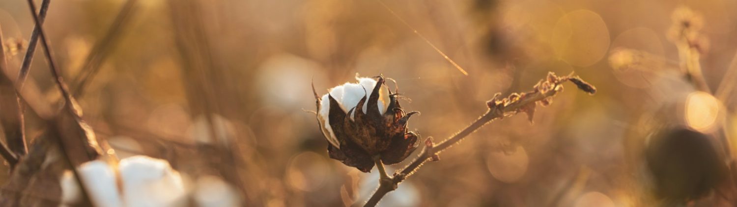 a close up of a cotton plant with a blurry background